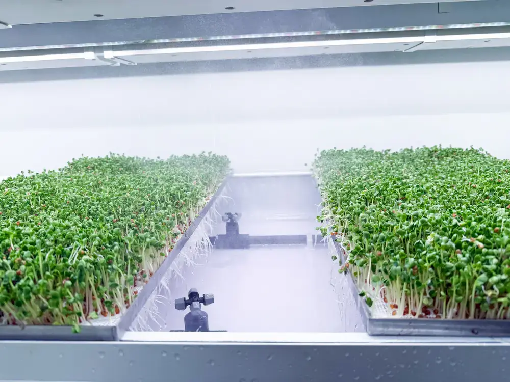Microgreens