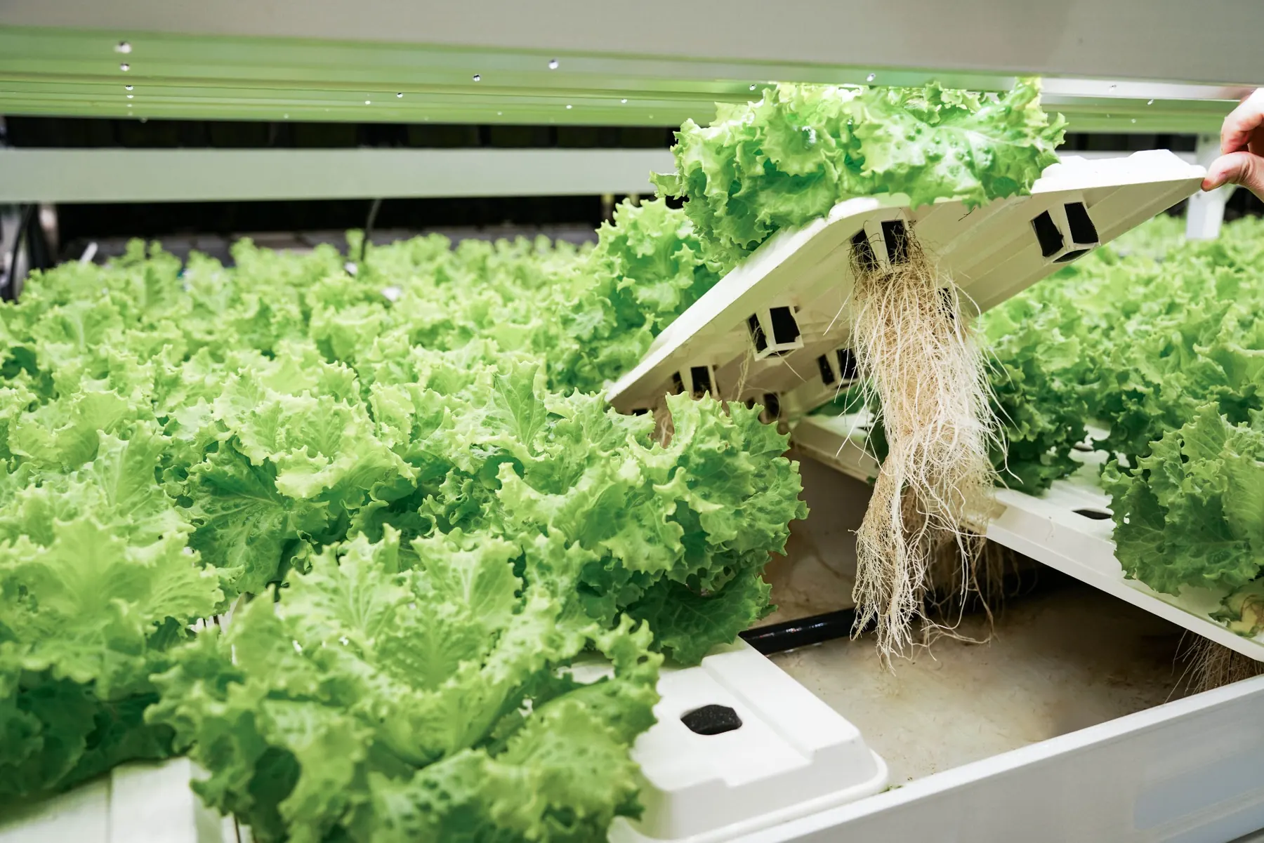 BioCube Modular leafy green aeroponic root zone harvest detail