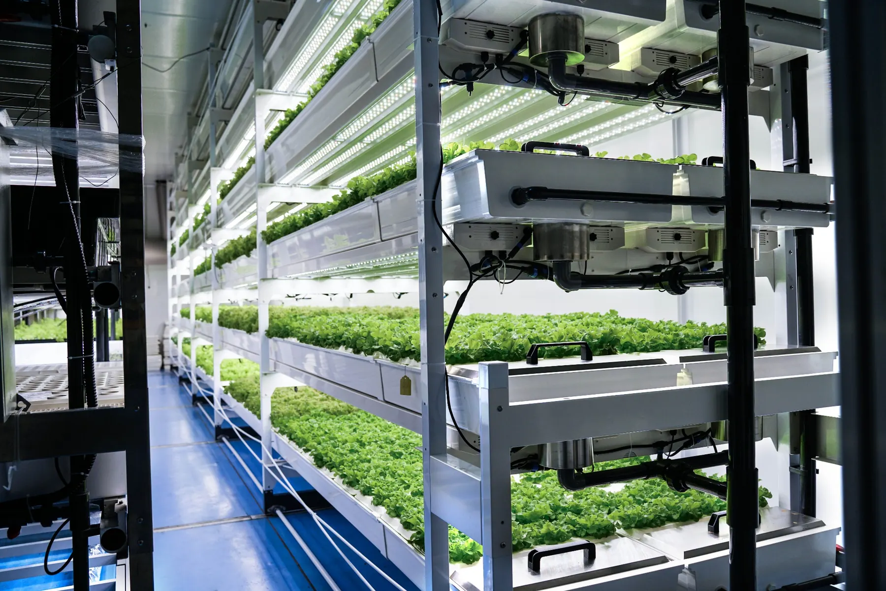 BioCube Modular commercial vertical farm aisle with multi-tier leafy green production racks