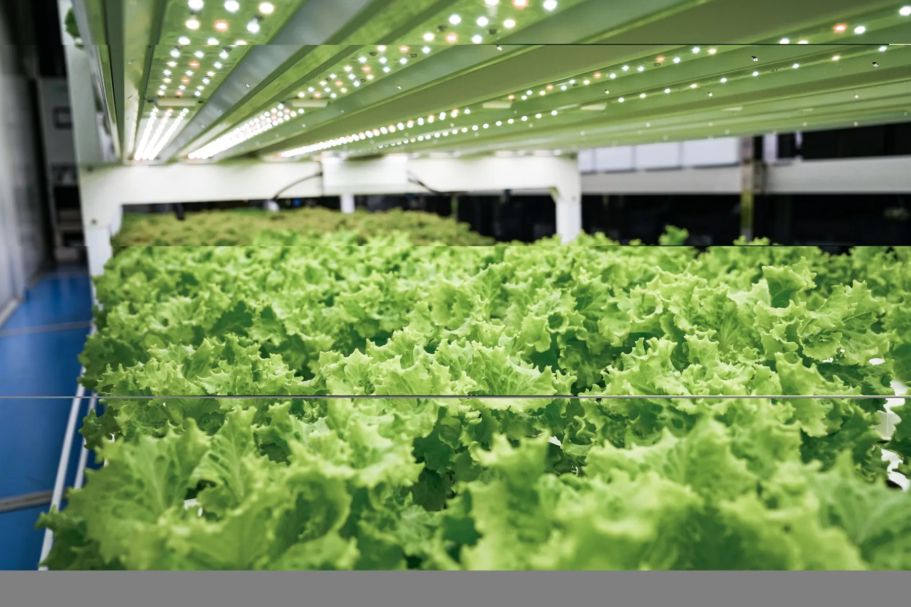 BioCube Modular LED grow rack close-up with leafy green canopy