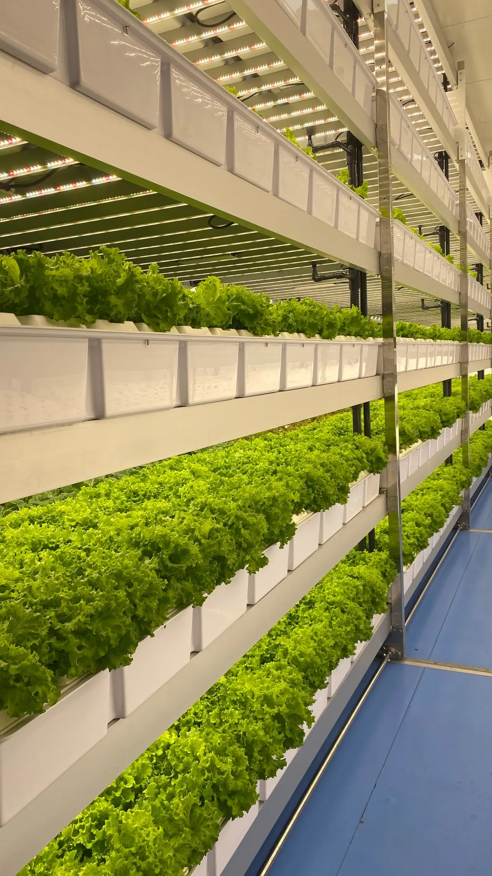 BioCube Modular multi-tier lettuce racks under LED lighting