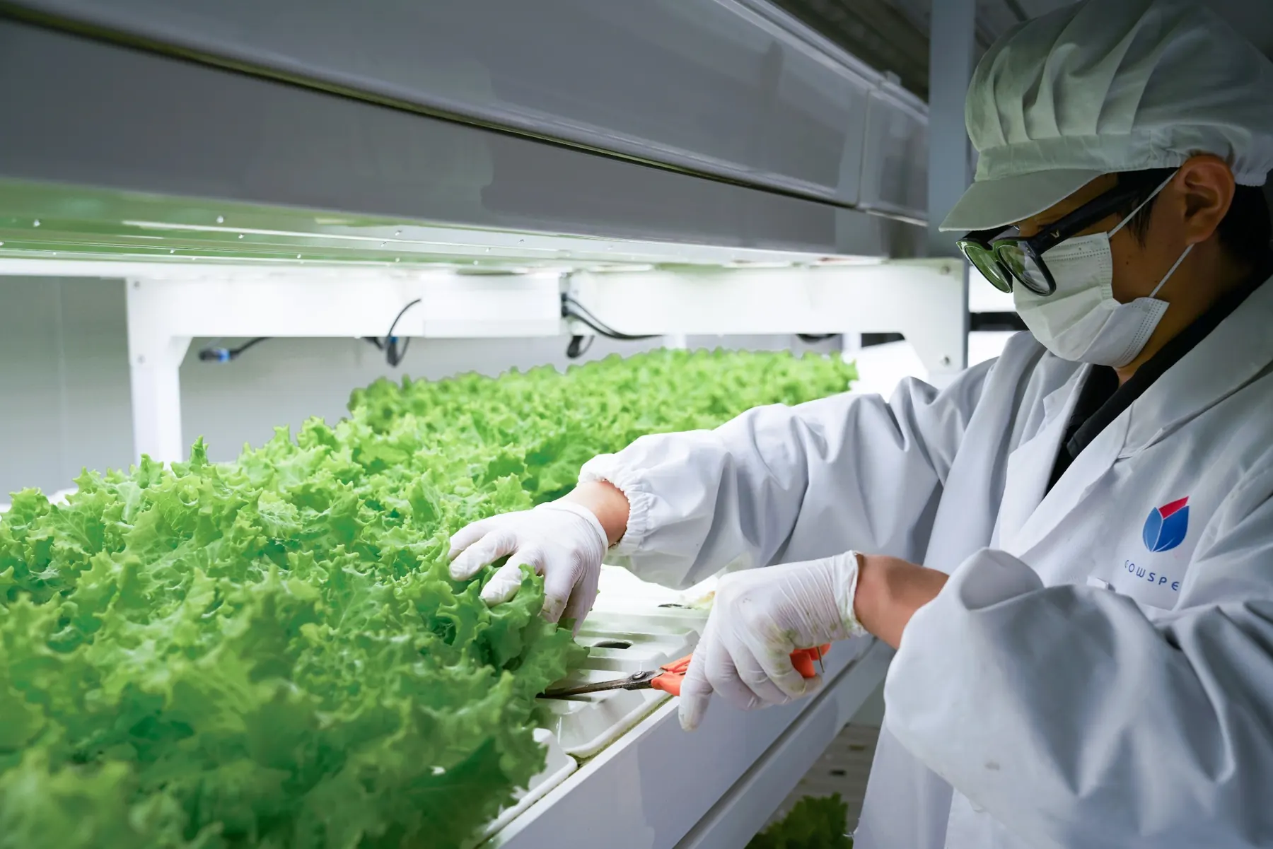 BioCube Modular technician harvesting lettuce in controlled environment farm
