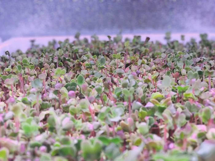 FarmCube Nano radish and amaranth microgreens close-up under aeroponic cultivation
