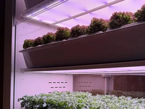 FarmCube Nano premium fresh produce display cabinet with leafy greens detail view