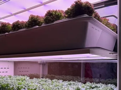FarmCube Nano two-tier interior showing lollo rossa and kale frisée growing under purple full-spectrum LED detail view