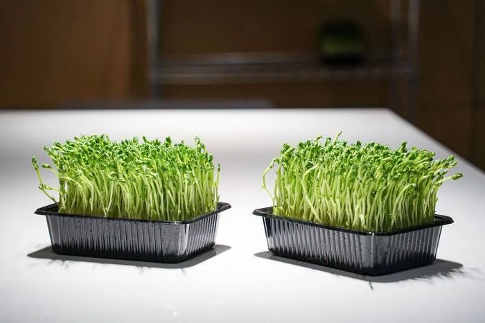 Harvested pea shoot microgreens in FarmCube Neo biodegradable punnets