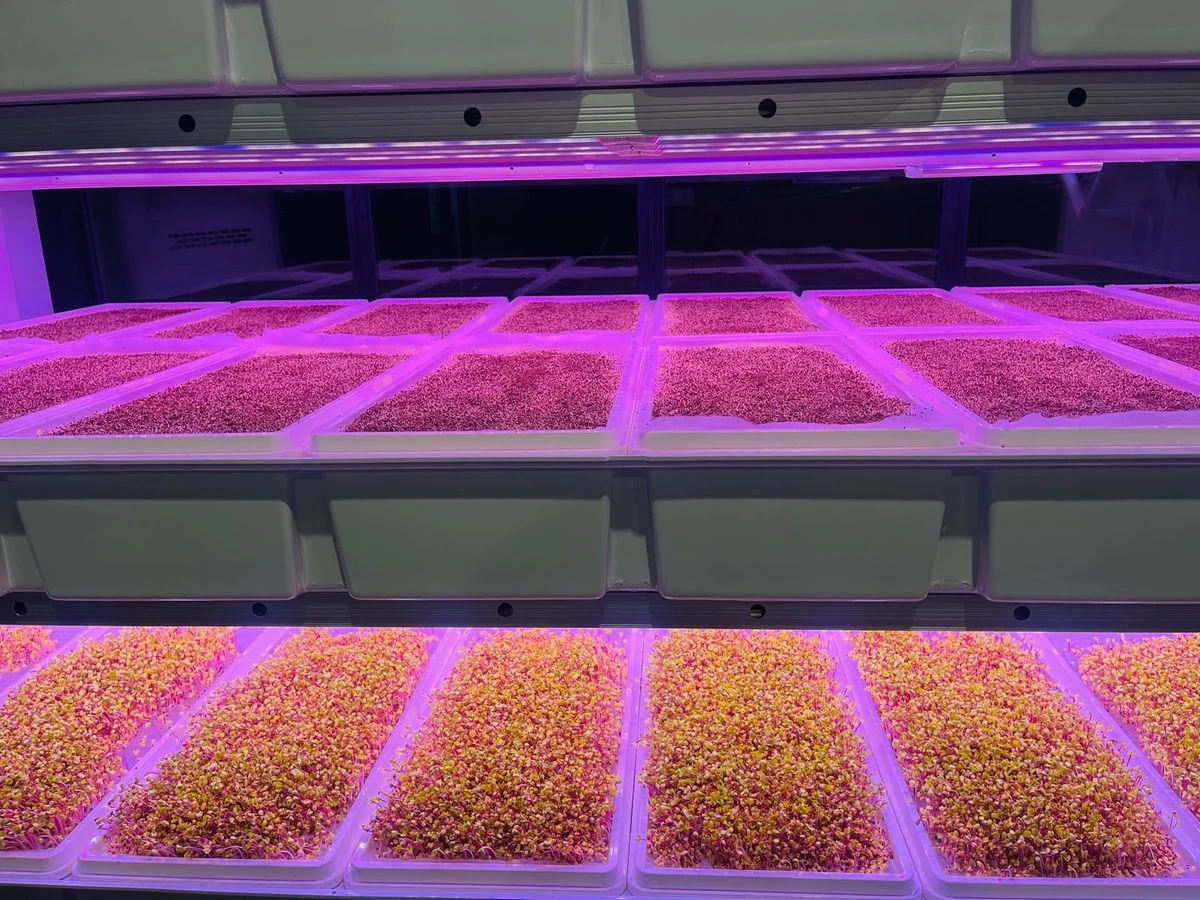 FarmCube Ultra dual-tier microgreens production — early-stage red radish and mixed sprouts in 12-punnet trays under purple and pink LED spectrum — aeroponic controlled environment