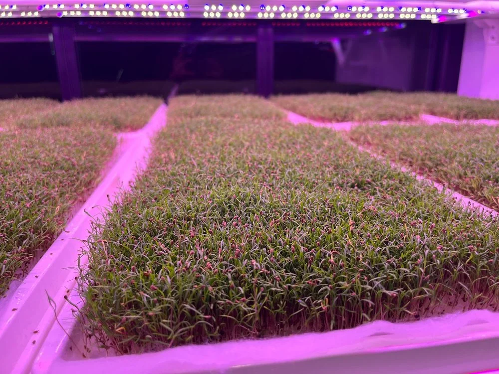 FarmCube Ultra herb microgreens with pink buds — dense canopy of fine-stemmed herb microgreens under purple-pink LED aeroponic cultivation