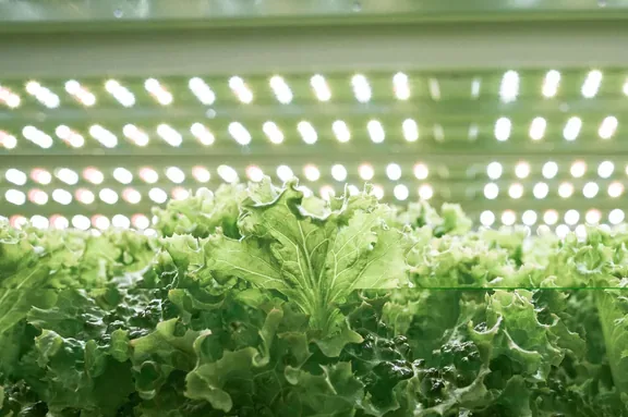 FarmCube Ultra leafy greens cultivation tray detail view