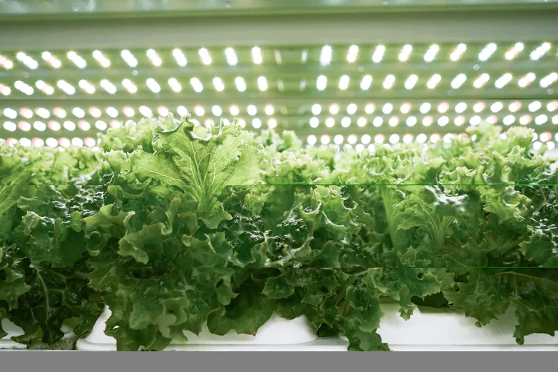 FarmCube Ultra leafy greens cultivation tray under controlled LED lighting
