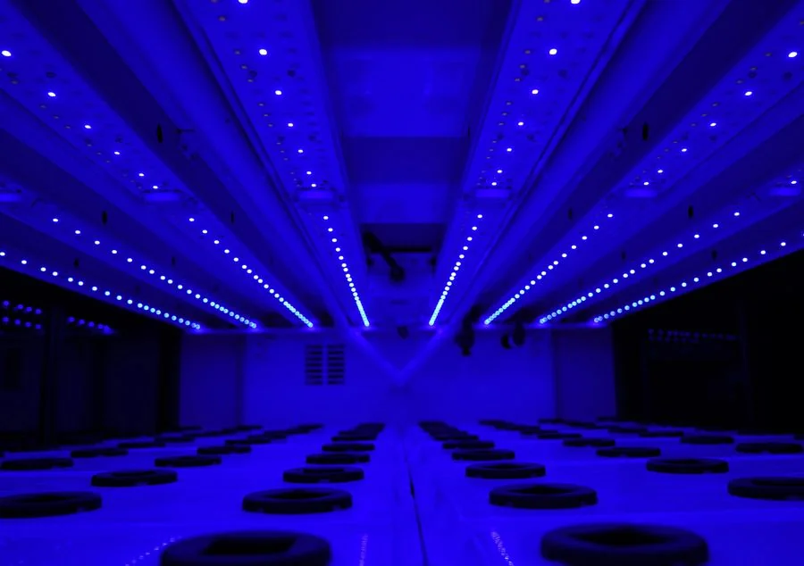 FarmCube Ultra programmable blue 450nm LED spectrum — internal growing chamber view showing blue-based light programme for leafy greens and herb cultivation