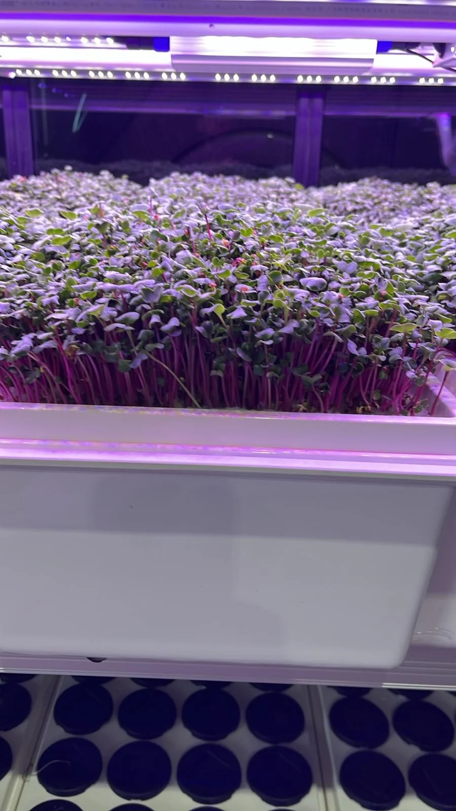 FarmCube Ultra red cabbage and amaranth microgreens close-up — dense purple stems and green cotyledons growing in aeroponic tray under purple LED spectrum
