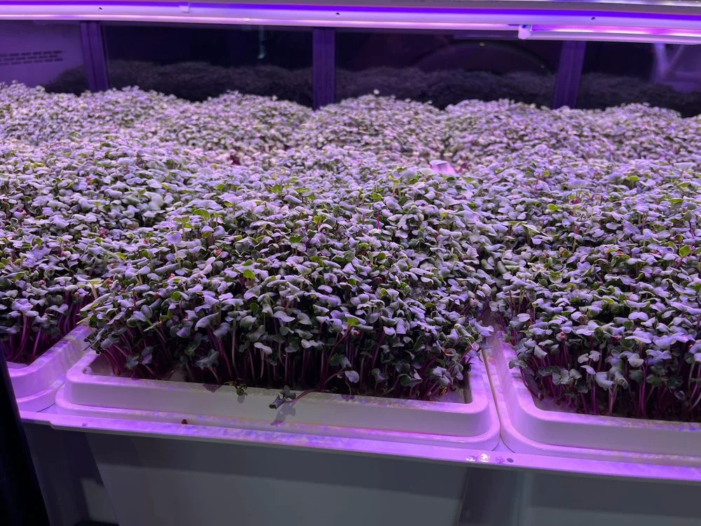 FarmCube Ultra red cabbage microgreens — dense dual-tier production tray under purple LED spectrum showing cotyledon stage with vivid purple stems — FarmCube Ultra aeroponic microgreen system