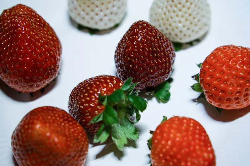FarmCube Ultra strawberry cultivation in grow buckets under LED lighting