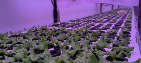 Pegma Germin seedling tray — 6-hole germination format with aeroponic cup inserts for early-stage propagation